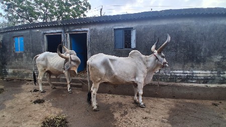 બળદ વેચવાના છે
