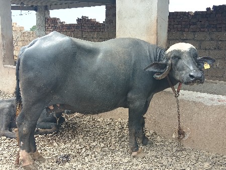 આઠ મયના નો ગાભ છે