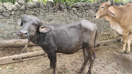 આ પાડી વેસવાની સે