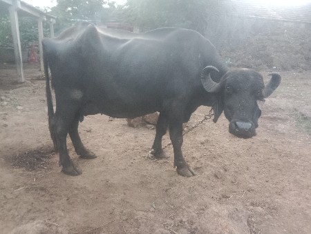વેચવાની છે