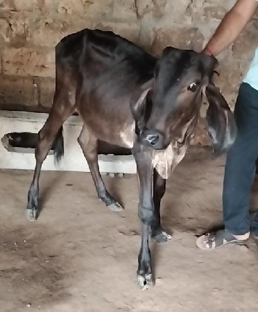 આખી બ્લેક