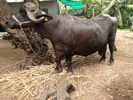 આભેસવેચવાનીછે
