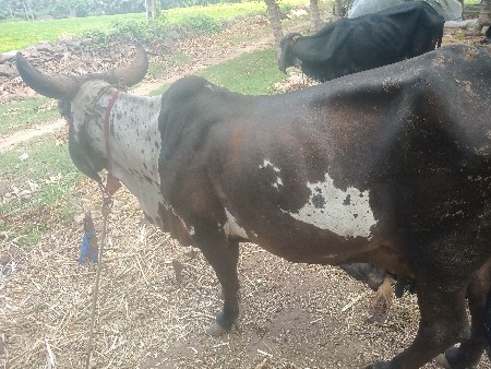 ગાય બેસવાની છે