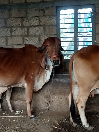 હોળકી દેવાની સે