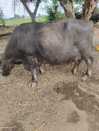 ભેંસ વેચવાની છે