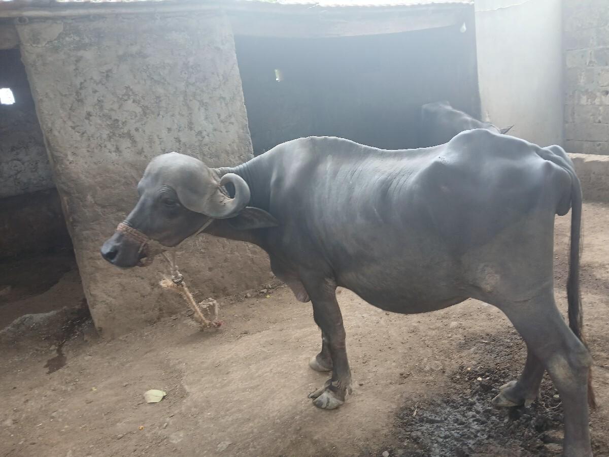 ભેસ વેચવાની છે