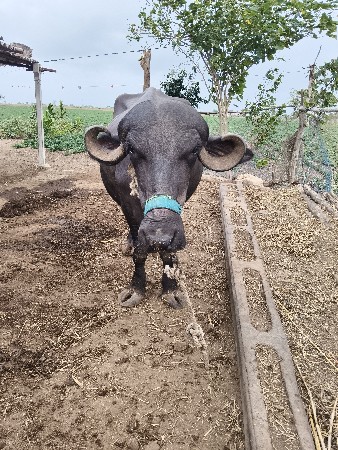1 વેતર ખડેલી