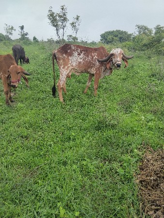 કાબરી  ગીર ગાય વેચવાની છે