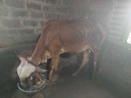 ગીર ગાય વેચવાની છે બે મહિનાની યા નિ