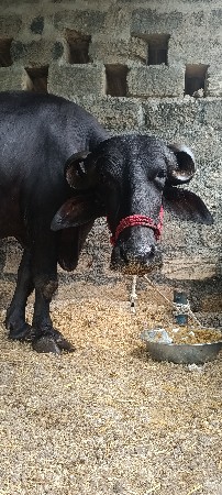 ખડેલી વેચવાની છે