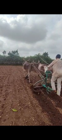 બળદ વેચવાના છે