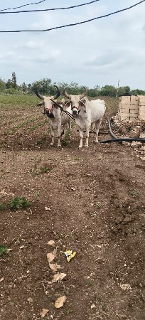 જોળ.  વેચવાની છે