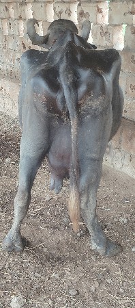 ભેસ વેચવાની છે