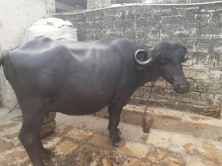 ભેંસ વેચવાની છે