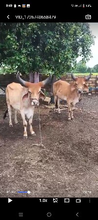 બળદ ગોધલા વેચવાના છે