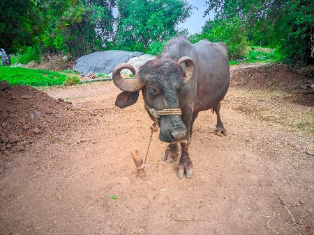 પેલુ વેતર