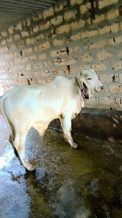 vasado vesavano se