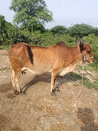 દેશી