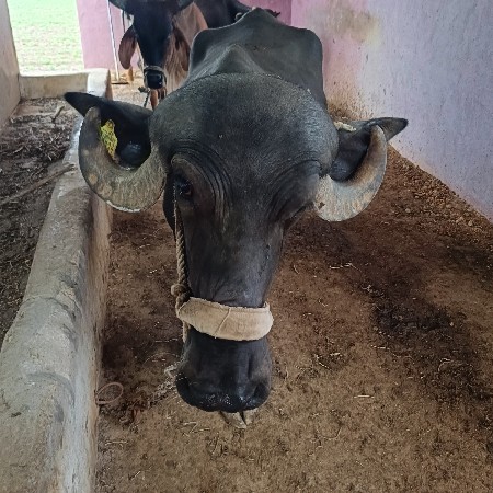 ખળેલુ વેચવા નૂ છે