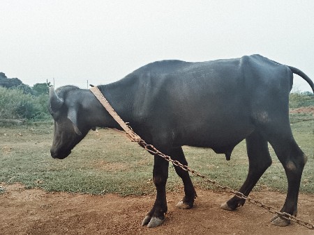 પાડો વેચવાનો છે