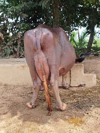 ભેસ વેચવાની છે