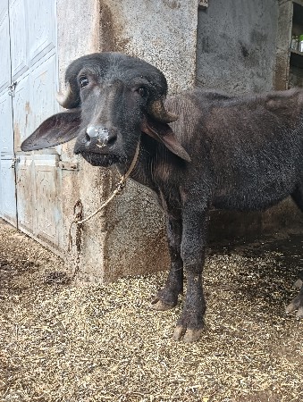 પાડી વેચવાની છે
