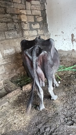 ભેંશ વેચવાની છે