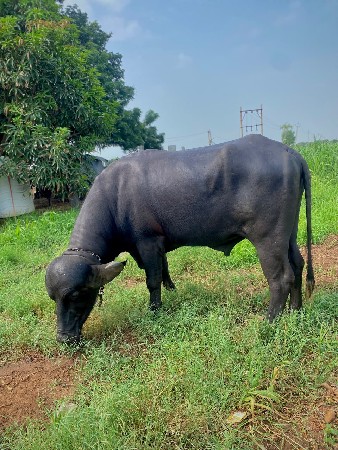 જાફરાબાદી પાડો