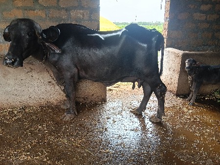 વેસવાનીસે