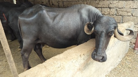 બીજા વેતર ની ખડેલી વેચવાની છે.