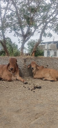 ગાય હોડકી ને વાછડી