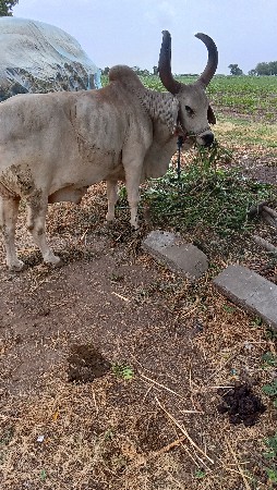 બળદ