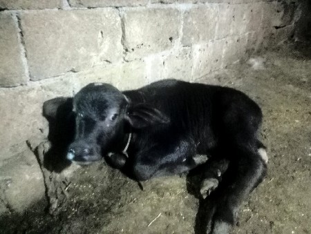 પાડો વેસ વનો સે