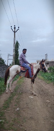 આ ઘોડી વેચવાની છે