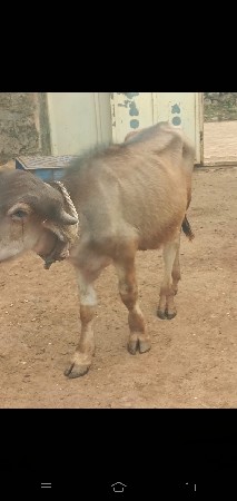 ભૂરોપાડો