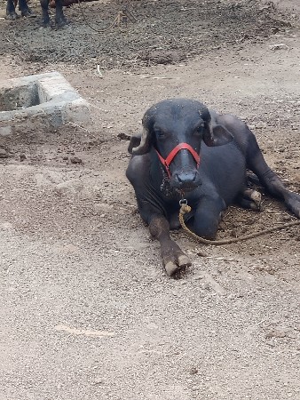 veshavani she