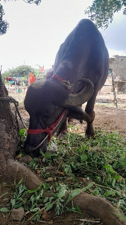 ખડેલી