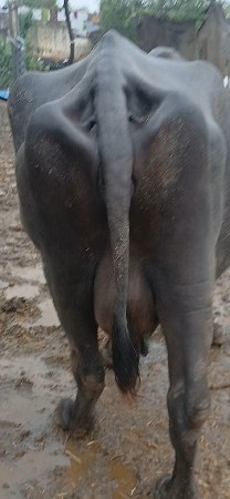 પાંચ ભેસ વેચાણ મા છે