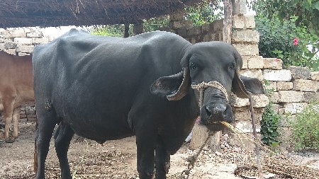 ખળેલુ વેંચવા નું છે