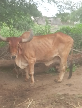 આ બરદ વેચવાના છે સાવ સોજા છે