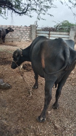 ભેંસ વેચવાની છે
