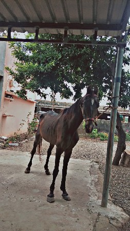 કીમતમાફારફેરથાસે