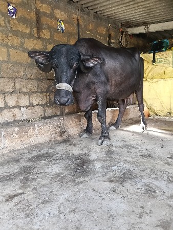 ભેંસ વેચવાની છ