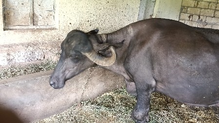 બે ભેંશ વેચવાની છે