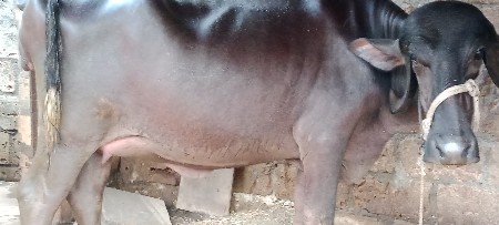 ભેશવેશવાનીપેલુવેતરછેપાશછદીમા