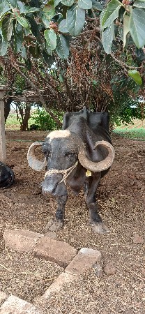 ભેંસ વેચવાની છે