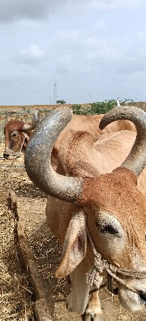 બળદ વેચવાના છે
