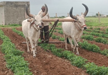 બળદ વેચવાના છે