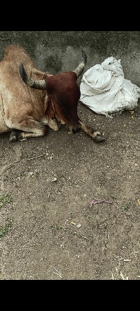 હોડકી વેચવાની છે