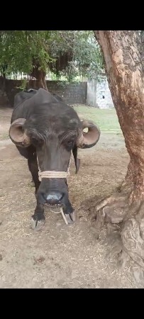 પેલું વેતર ખડેલું એકદમ રુપાળી